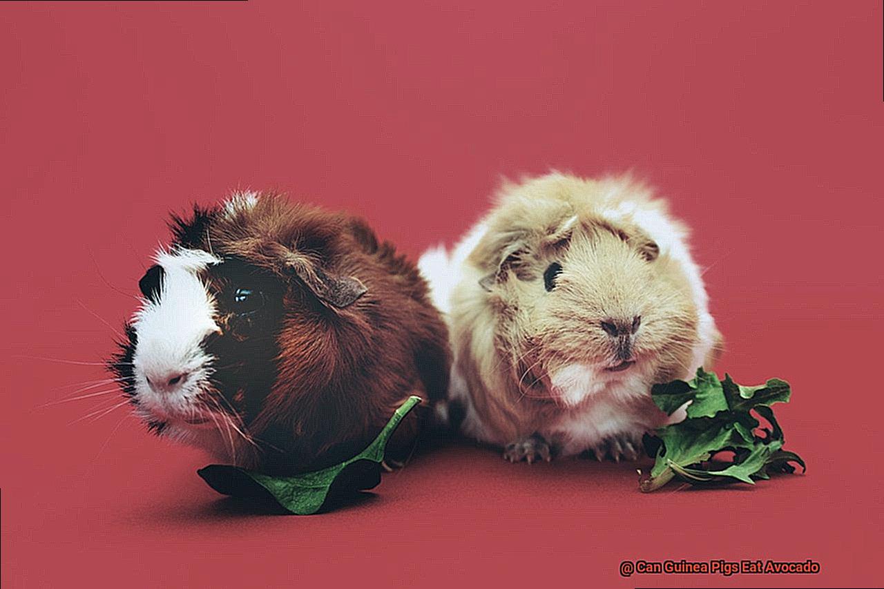 Can Guinea Pigs Eat Avocado-4