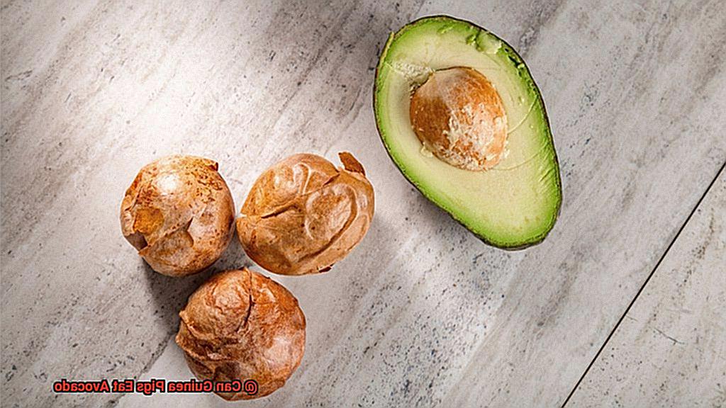 Can Guinea Pigs Eat Avocado-5