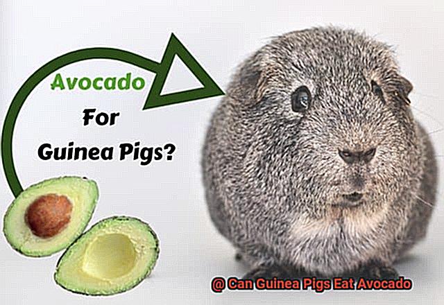 Can Guinea Pigs Eat Avocado-3
