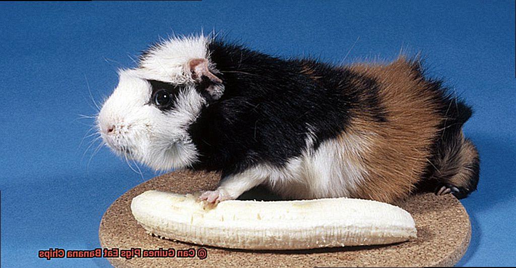 Can Guinea Pigs Eat Banana Chips-6
