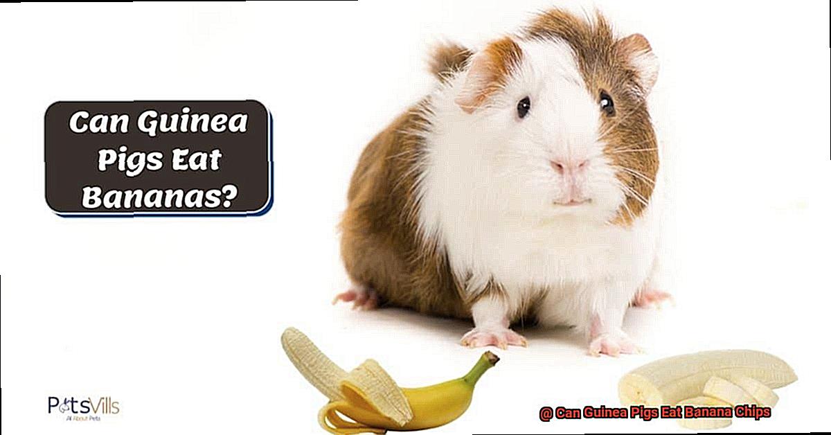 Can Guinea Pigs Eat Banana Chips-2