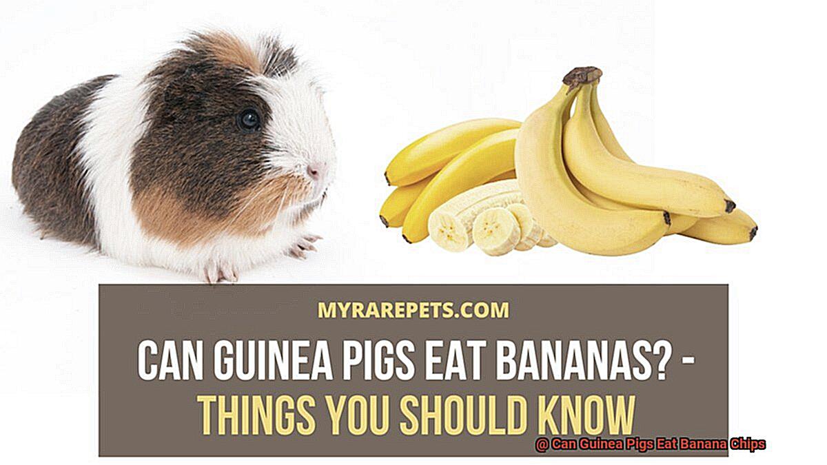 Can Guinea Pigs Eat Banana Chips-3