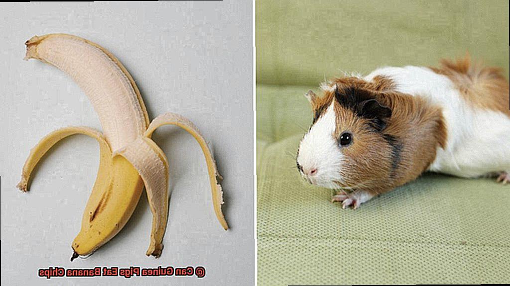 Can Guinea Pigs Eat Banana Chips-9