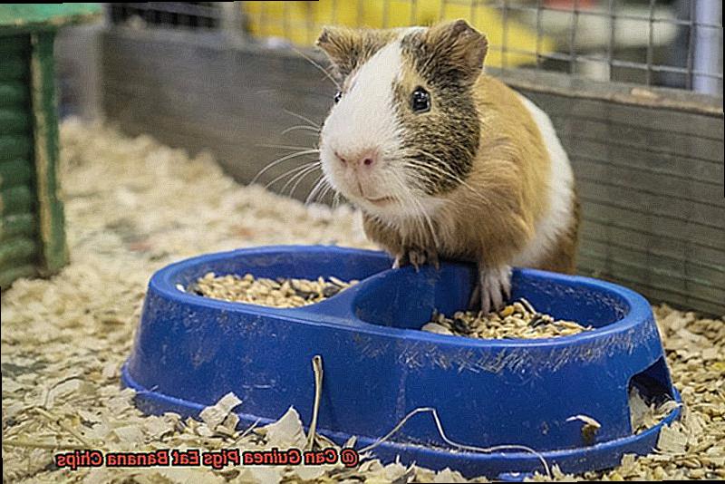 Can Guinea Pigs Eat Banana Chips-8