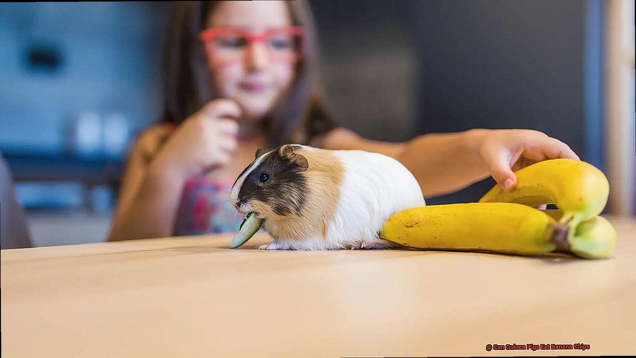 Can Guinea Pigs Eat Banana Chips-4