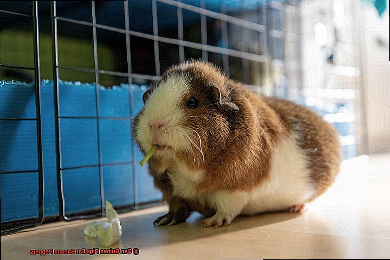 Can Guinea Pigs Eat Banana Peppers-2