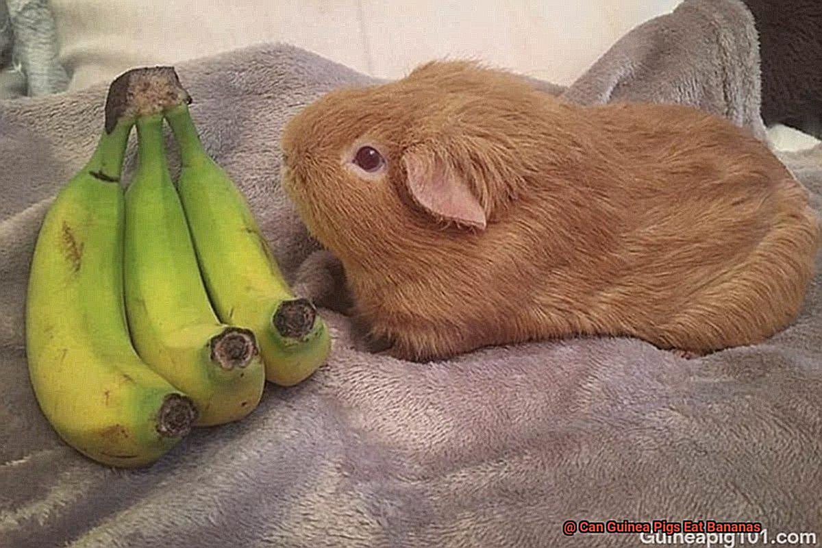 Can Guinea Pigs Eat Bananas-2