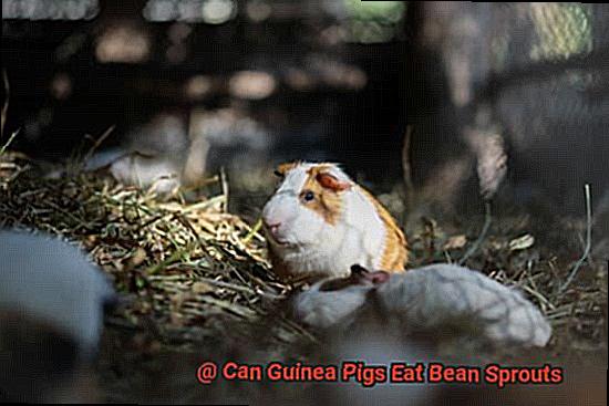 Can Guinea Pigs Eat Bean Sprouts-2