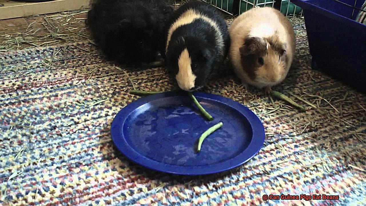 Can Guinea Pigs Eat Beans-5