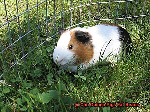 Can Guinea Pigs Eat Beans-11
