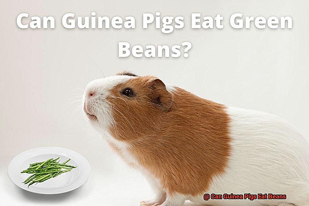 Can Guinea Pigs Eat Beans-9