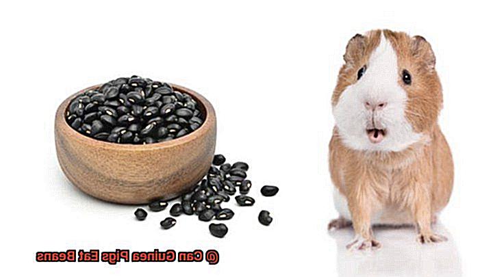 Can Guinea Pigs Eat Beans-6