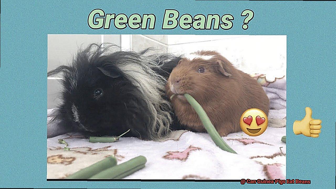 Can Guinea Pigs Eat Beans-2