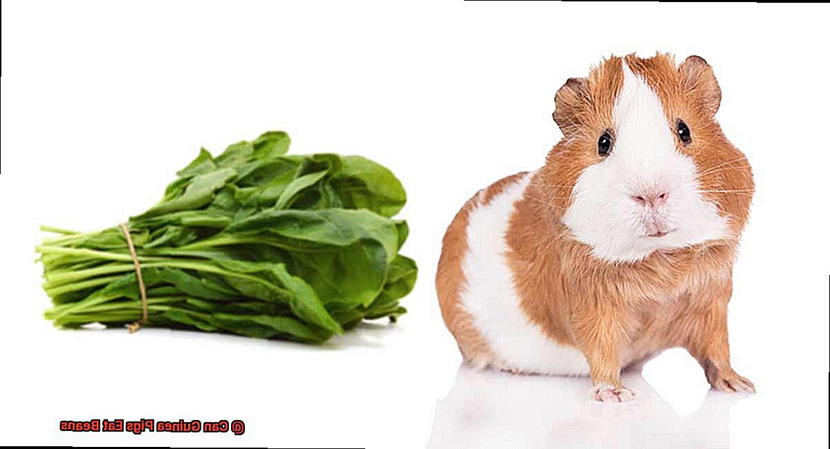 Can Guinea Pigs Eat Beans-8