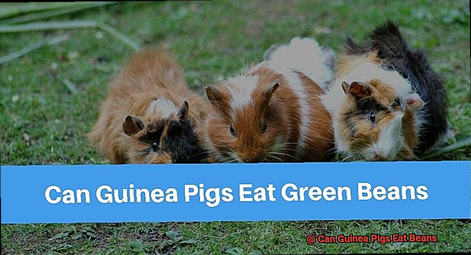 Can Guinea Pigs Eat Beans-3