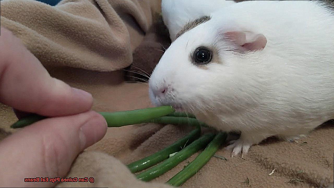 Can Guinea Pigs Eat Beans-4