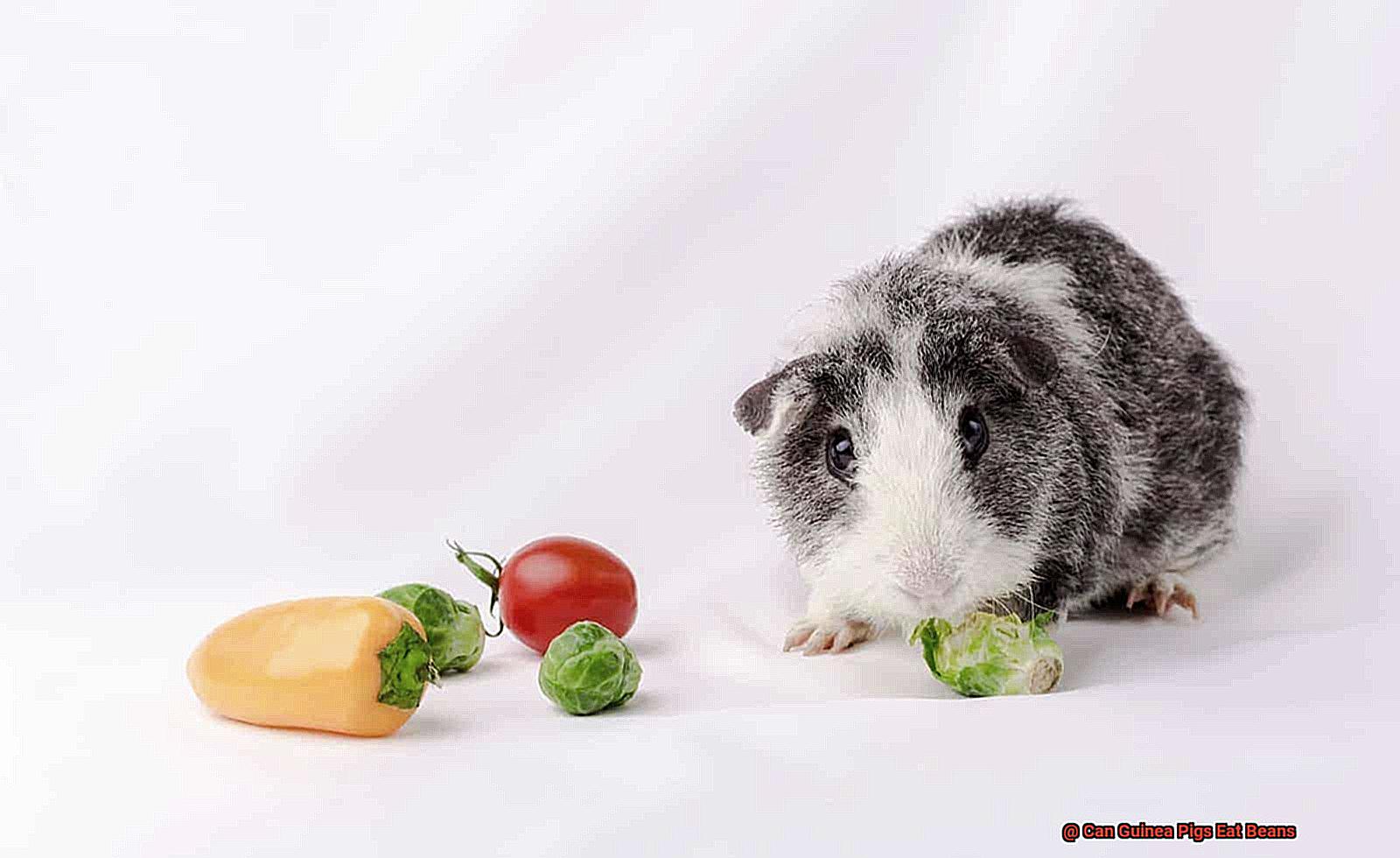 Can Guinea Pigs Eat Beans-10