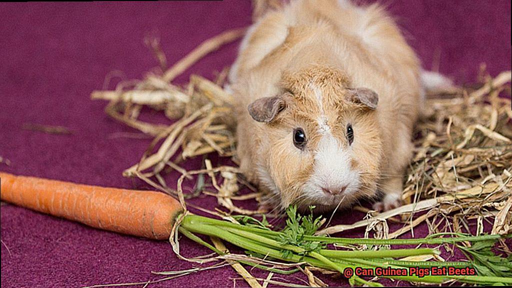 Can Guinea Pigs Eat Beets-2