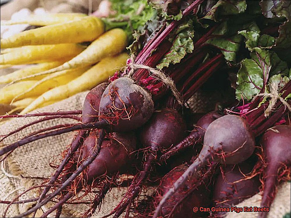 Can Guinea Pigs Eat Beets-3