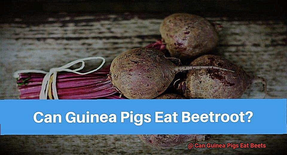 Can Guinea Pigs Eat Beets-5