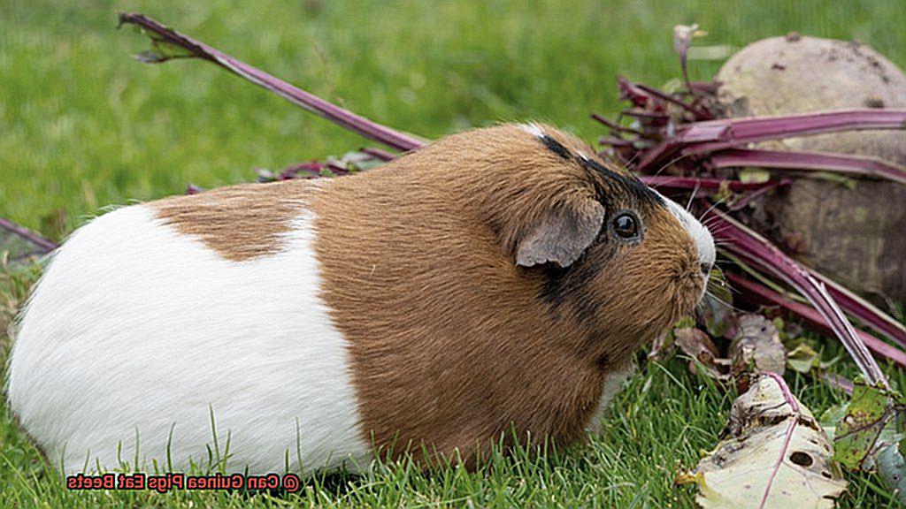 Can Guinea Pigs Eat Beets-6