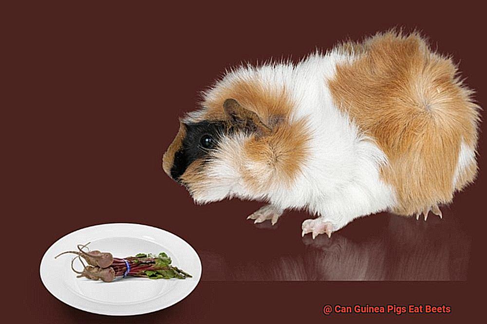 Can Guinea Pigs Eat Beets-4