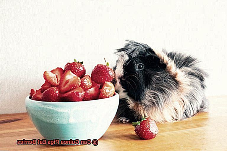 Can Guinea Pigs Eat Berries-3