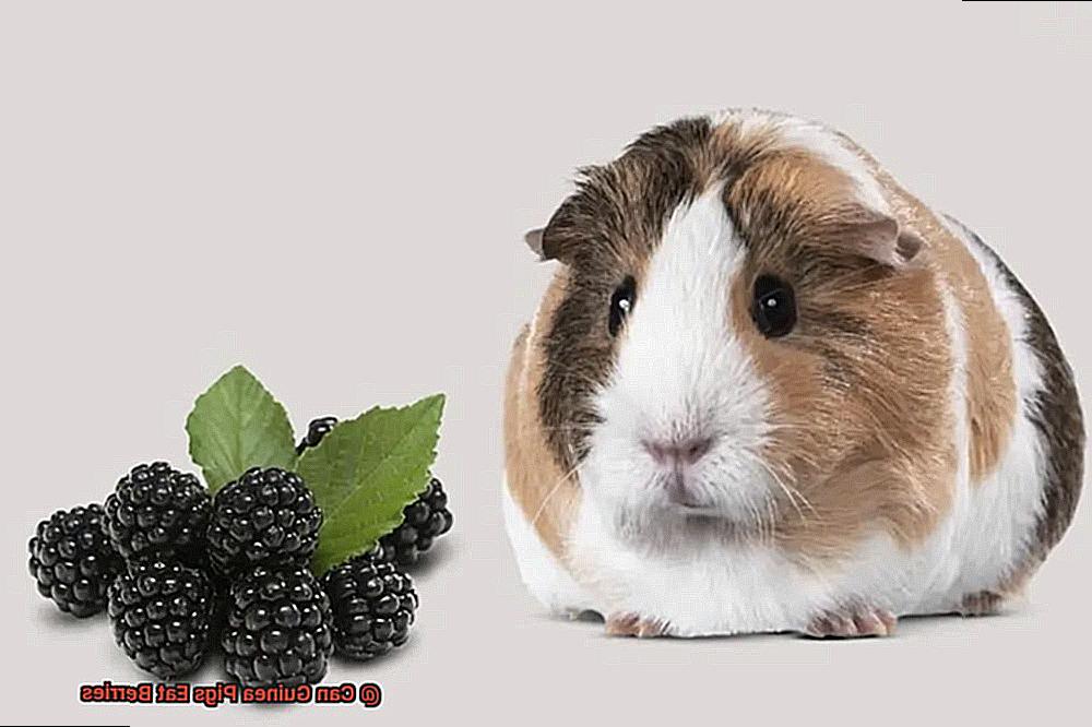 Can Guinea Pigs Eat Berries-7