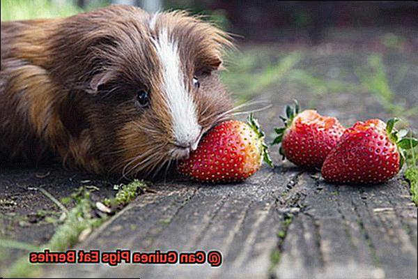 Can Guinea Pigs Eat Berries-2