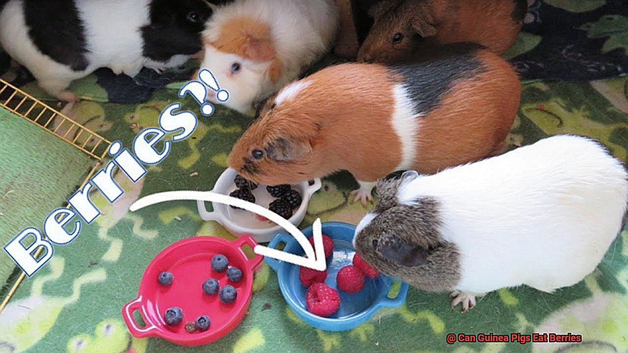 Can Guinea Pigs Eat Berries-6