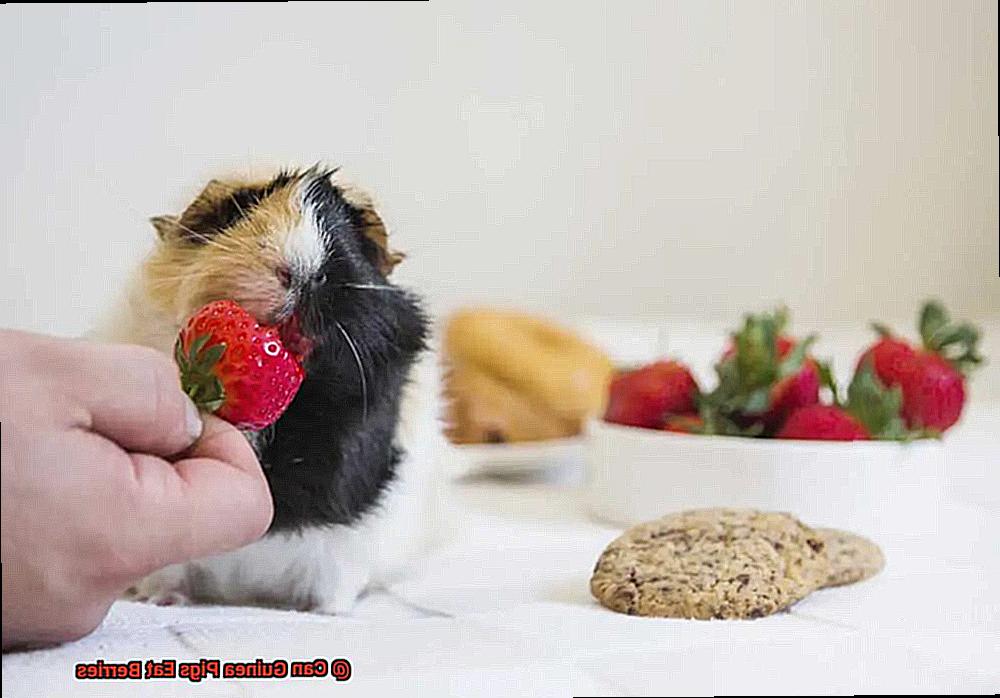 Can Guinea Pigs Eat Berries-4