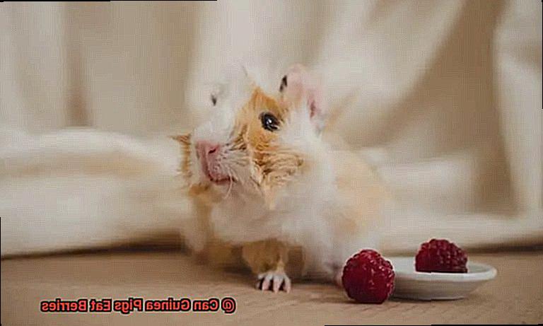 Can Guinea Pigs Eat Berries-5