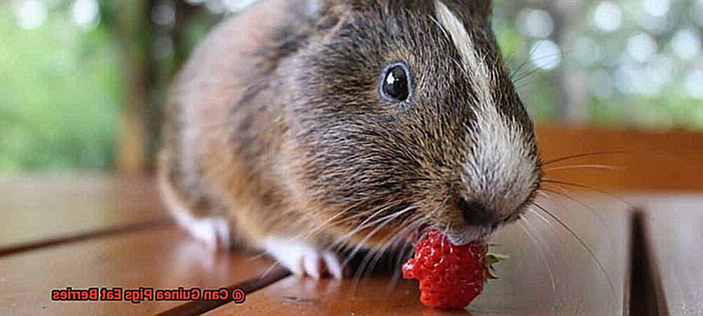Can Guinea Pigs Eat Berries-8