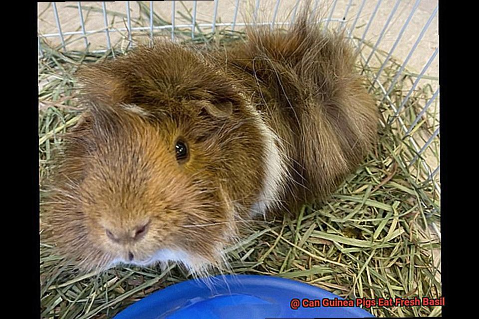 Can Guinea Pigs Eat Fresh Basil-4