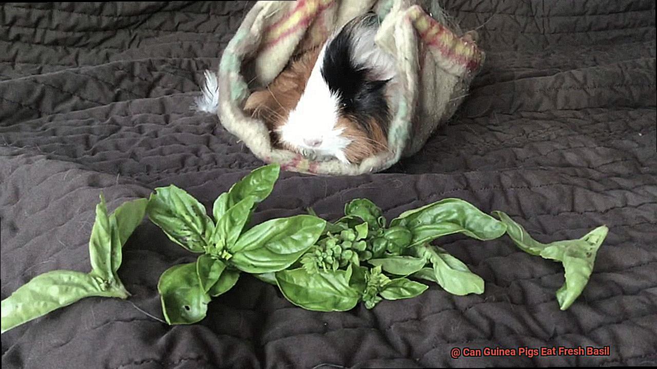 Can Guinea Pigs Eat Fresh Basil-3