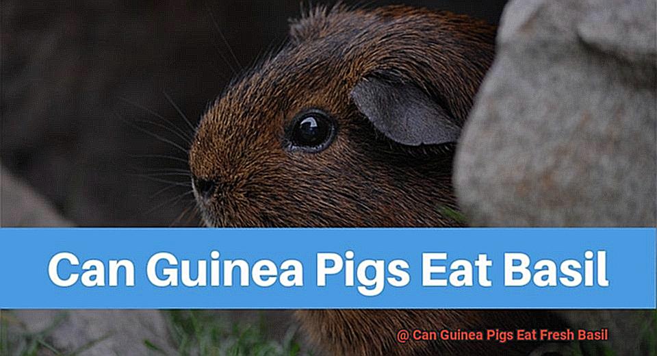 Can Guinea Pigs Eat Fresh Basil-2