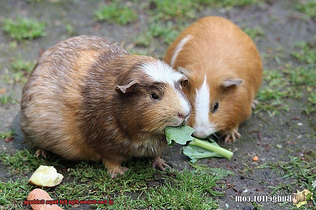Can Guinea Pigs Eat Napa Cabbage-3