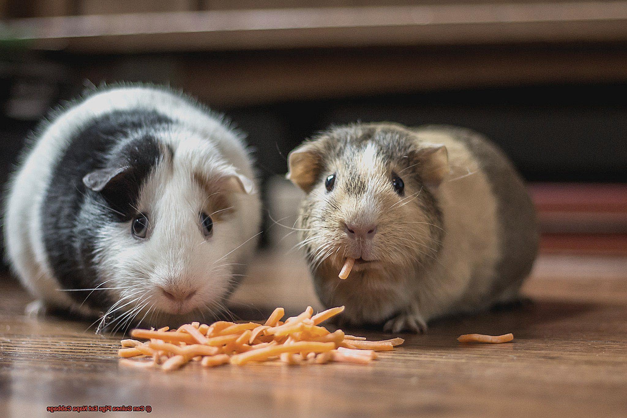 Can Guinea Pigs Eat Napa Cabbage-2