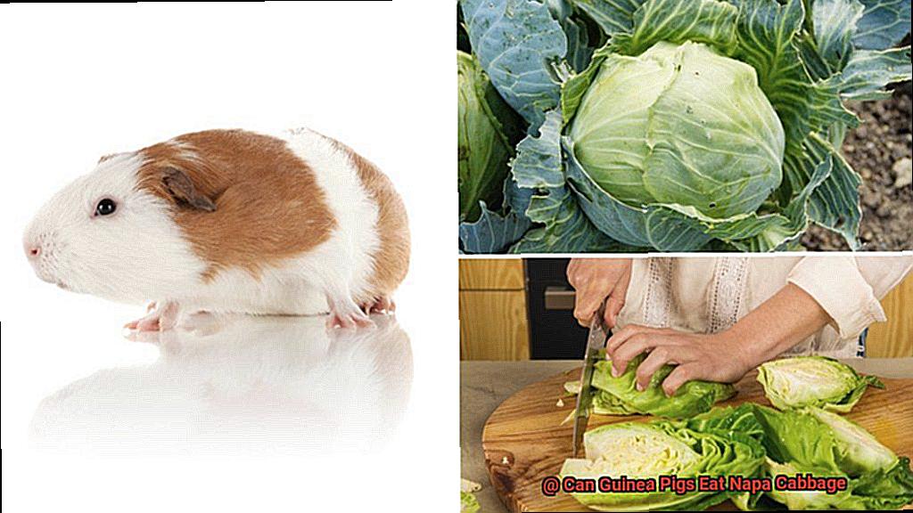 Can Guinea Pigs Eat Napa Cabbage-4