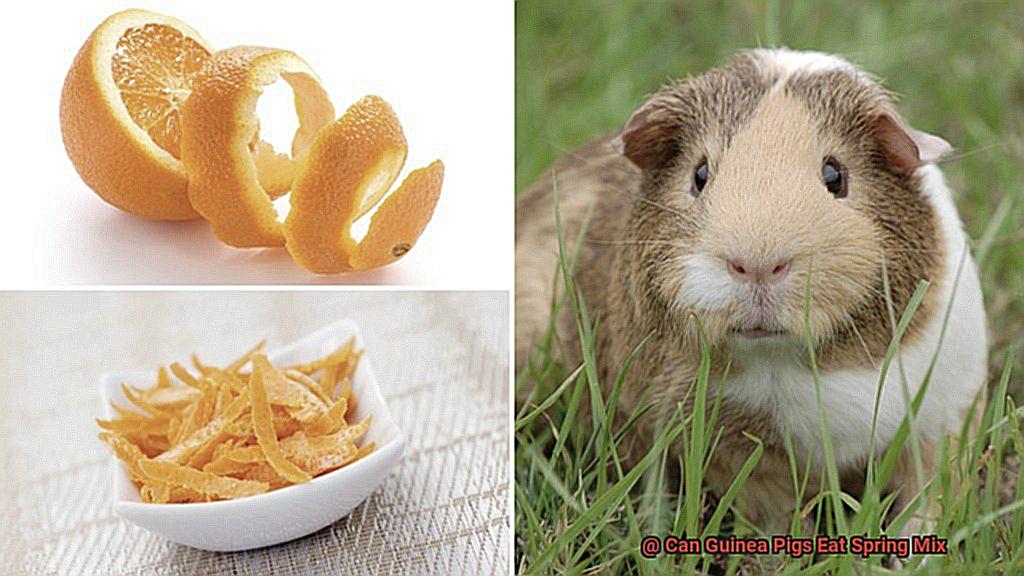 Can Guinea Pigs Eat Spring Mix-2