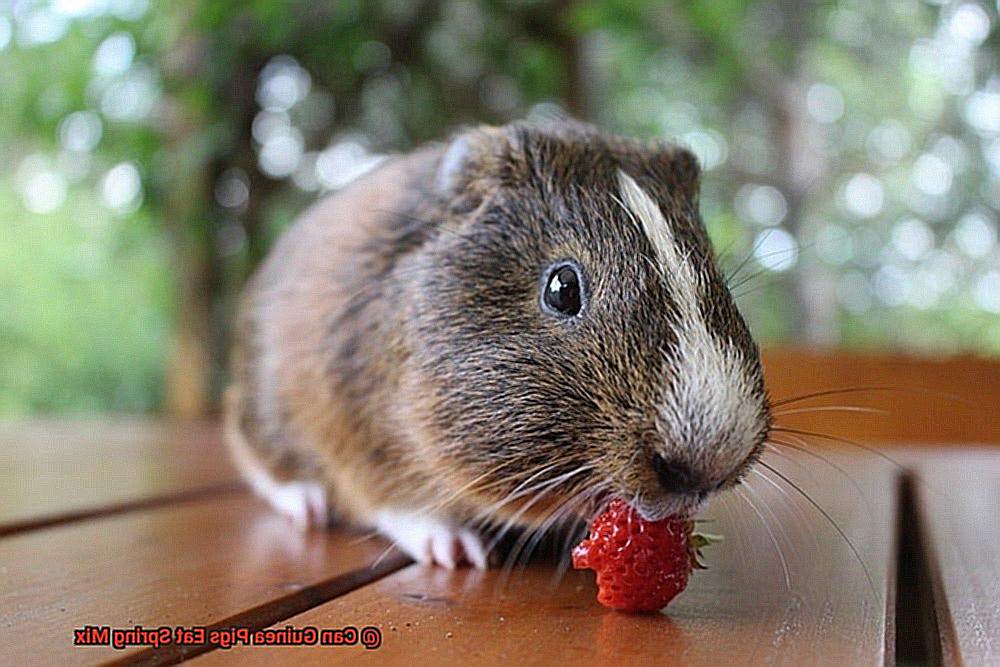 Can Guinea Pigs Eat Spring Mix-4