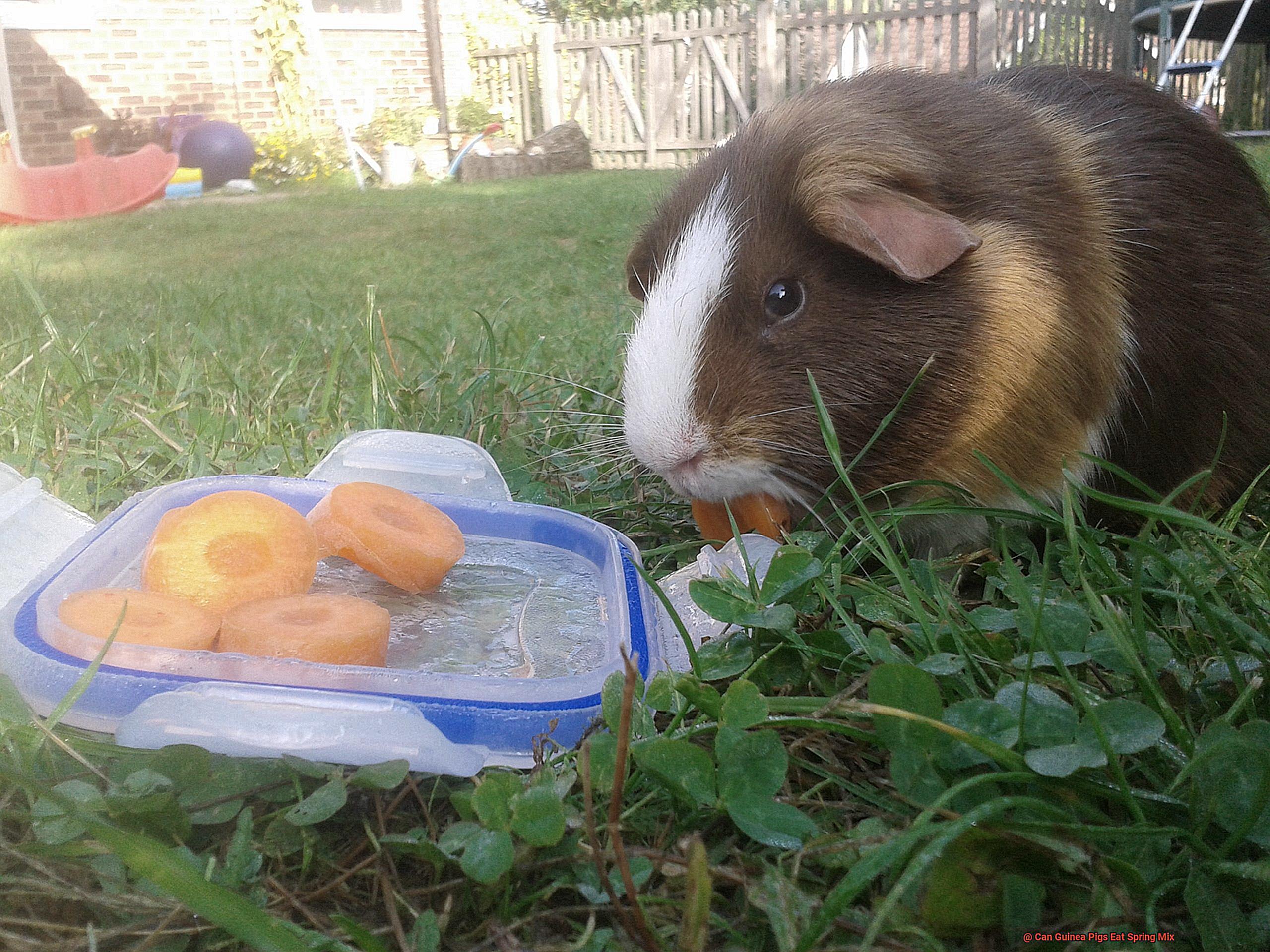 Can Guinea Pigs Eat Spring Mix-5