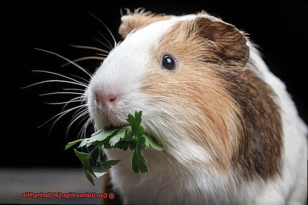 Can Guinea Pigs Eat Spring Mix-7