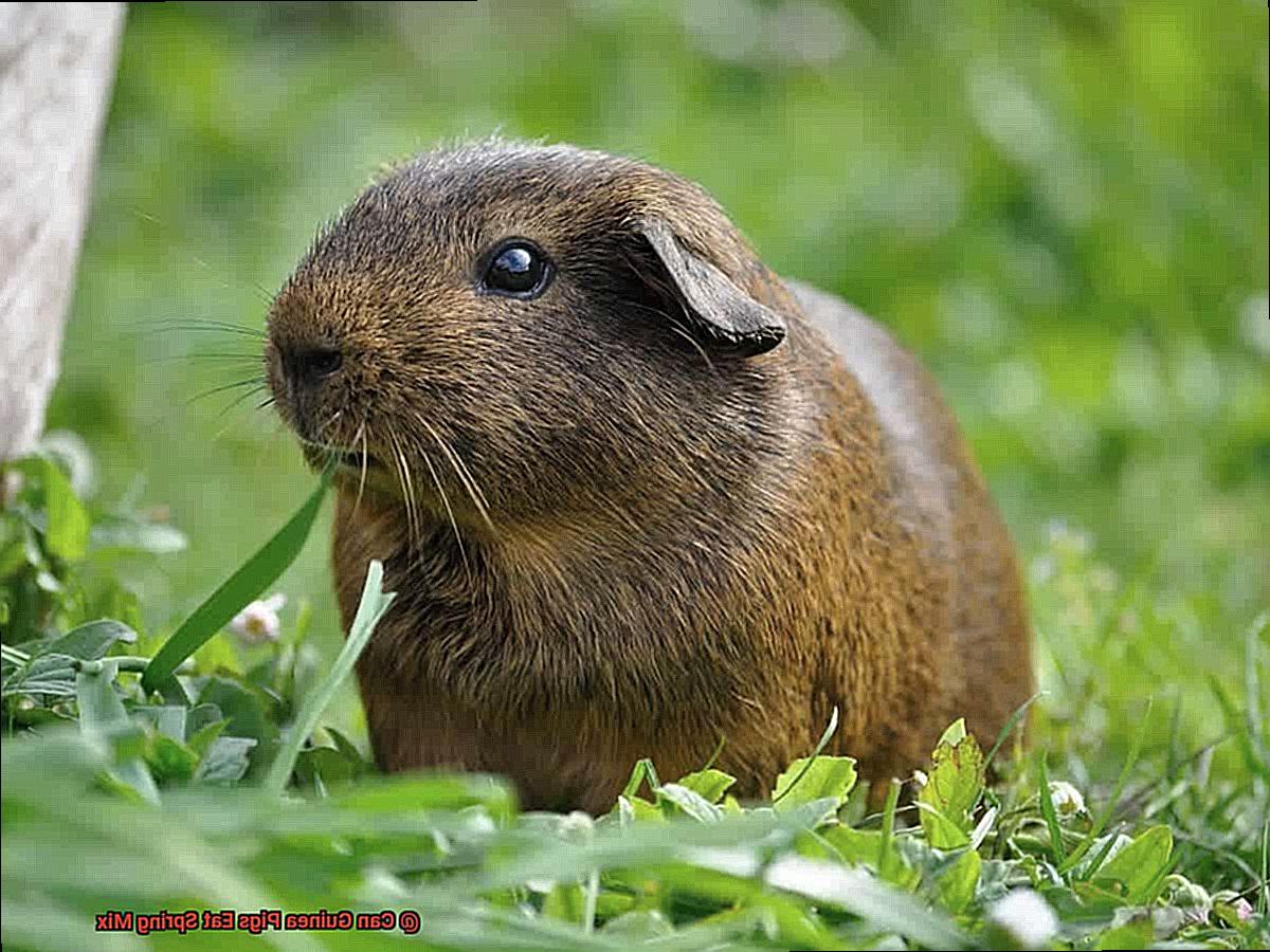 Can Guinea Pigs Eat Spring Mix-6