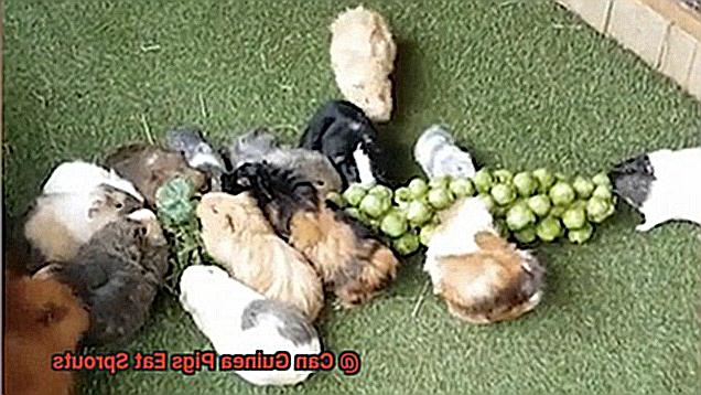 Can Guinea Pigs Eat Sprouts-2