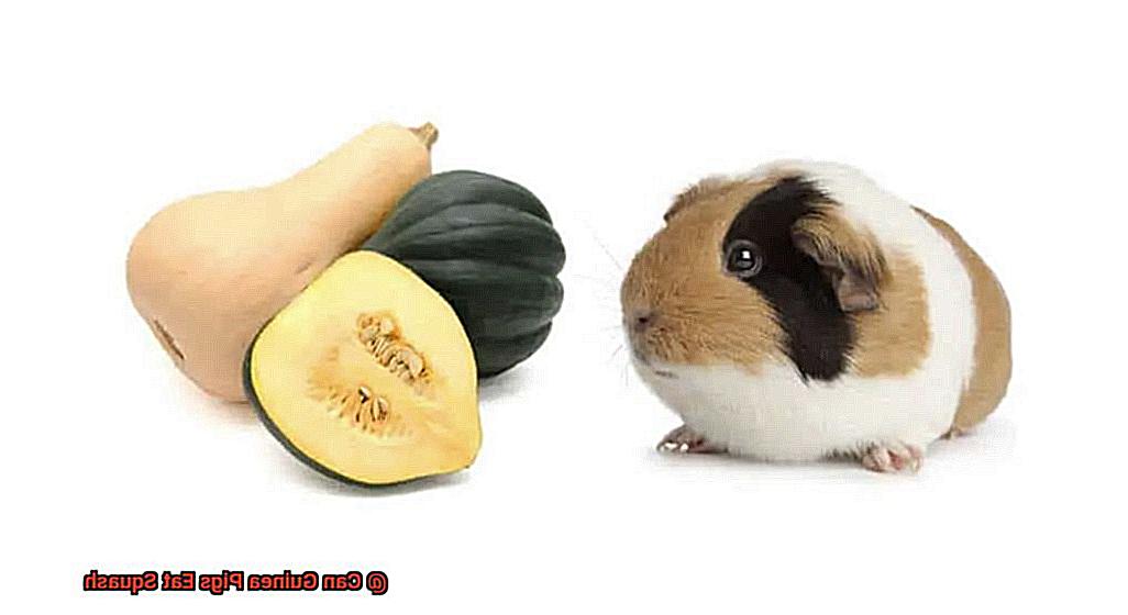 Can Guinea Pigs Eat Squash-4