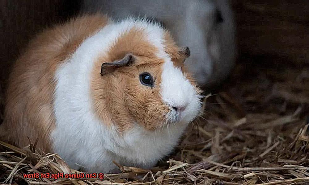 Can Guinea Pigs Eat Straw-4