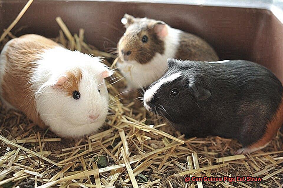 Can Guinea Pigs Eat Straw-3