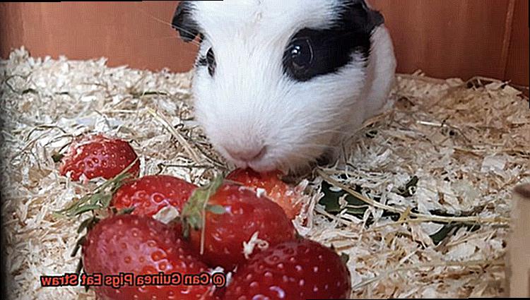 Can Guinea Pigs Eat Straw-5