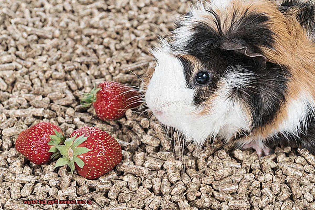 Can Guinea Pigs Eat Straw-2